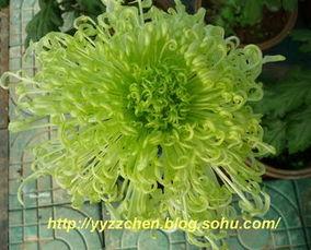 国产兄弟赏菊视频大全